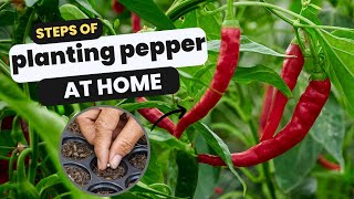 Planting pepper at home  How to Grow Chillies Peppers from Seed  Step by step [upl. by Nnaj367]