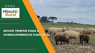 Novos tempos para a ovinocaprinocultura de SC [upl. by Nabal]