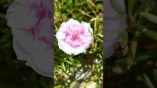 Home garden blooming flowers love nature garden lovebeautiful flowers tranding viral [upl. by Notsahc488]