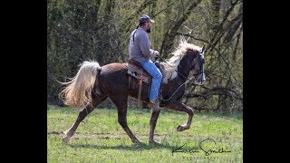 quotSummitquot Tennessee Walking Horse in training Owned by Client [upl. by Tnaryb]