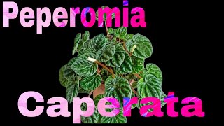 Peperomia Caperata  Basic care amp guide of Peperomia Caperata [upl. by Clothilde]