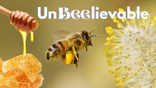 The Arizona Honeybee Festival  What To Know [upl. by Luana]