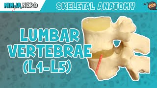 Lumbar Vertebrae L1L5 Anatomy [upl. by Janaye]