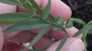 Growing Australian Sandalwood in NSW [upl. by Ammamaria]