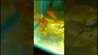 Koi fish  Fantail Goldfish  aquarium fish fishing fishtank goldfish aquariumfish pets [upl. by Arabrab546]