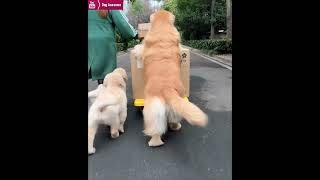 The golden retriever and his puppies help their owner deliver the express🤠 [upl. by Mixie]