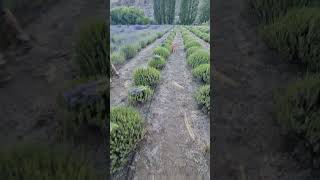 Cosechando Lavanda en Lavandas del Limay nature cosecha Lavanda energia turismonatural [upl. by Ainivad]