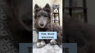 THE BLUE WOLFDOG [upl. by Nedap]