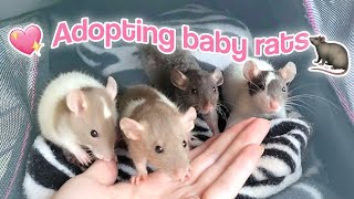 I adopted 4 baby rats 💖🐀 Cage setup  VLOG [upl. by Anana31]