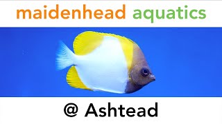 Maidenhead Aquatics  Ashtead [upl. by Wills758]