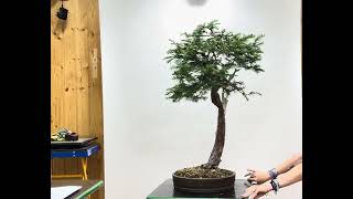 VIP5898  Bonsai Taxus Baccata [upl. by Rihaz]