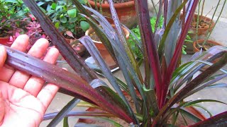 Phormium Plant Caring Tips  New Zealand Flax [upl. by Lednam]