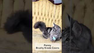 Penny polydactyl female Maine Coon missourimainecoons mainecooncat mainecoonkitten [upl. by Derfniw803]