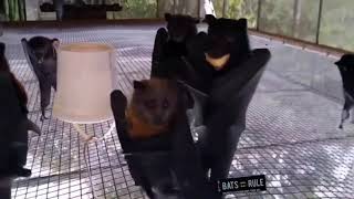 Yes its that bat 🦇 dancing video  Hanging bats filmed upsidedown 🙄 looks like a Goth night club [upl. by Ordnajela]