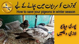 How to save Pigeons in winter season  Kabooter Anmol Pigeons  Kabootar bazi [upl. by Latsryk626]