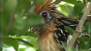 Hoatzin the flying cow [upl. by Delfeena]