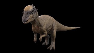 Pachycephalosaurus  ThickHeaded Lizard  NgchipvShortVer [upl. by Enaitsirk]