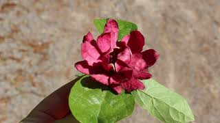 Sweetshrub Calycanthus floridus and hybrids  Plant Identification [upl. by Eceinej]