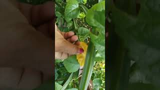 Haddi jod plant ak medicine plant hai 🌱☘️🍀 Mukta vlog 🌷🌹🌷 [upl. by Rehpotsirhc149]