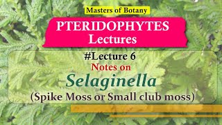 Lecture 6  Selaginella Spike or Little Club Moss Life Cycle  Pteridophyta Lecture Notes [upl. by Eleynad]