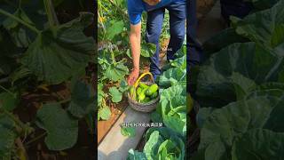 Cucumbers climbing all over the trellis are delicious crisp and sweet If you like them [upl. by Nolyaj]