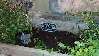 Ozzytas new resting place My wife added the rainbow bridge sign I added the elephant flower pot564 [upl. by Eentruoc825]