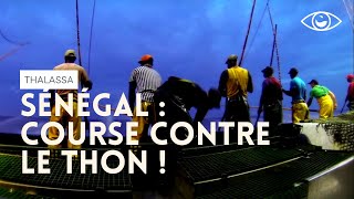 Course contre le thon  Thalassa [upl. by Cirde]