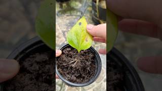 Anthurium grows roots super super fast [upl. by Jezabella679]