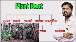 Plant Root and Their Types  Function of Root  Modified Root  in Hindi [upl. by Tabbi]