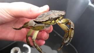 Crabbing in West Kirby Marine Lake Shore Crab Carcinus maenas [upl. by Eillen]