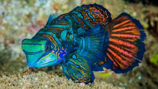 Mandarinfish  Most Mesmerizing Fish In The Ocean [upl. by Ailic840]