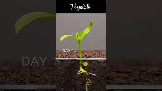 Growing Red Bell pepper time lapse farmer plants foryou [upl. by Dyke650]