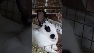 How to Start a Rabbit Farm RabbitFarming Rabbitry SmallBusinessIdeas FarmingForBeginners short [upl. by Fredek]