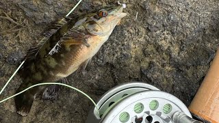 Multi species saltwater fly fishing [upl. by Culberson]