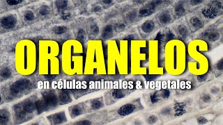 CUALES SON LOS ORGANELOS EXCLUSIVOS DE LAS CÉLULAS ANIMALES Y VEGETALES Y SUS FUNCIONES [upl. by Nosna]