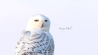 Snowy Owl  Nikon D5  4K [upl. by Mide]