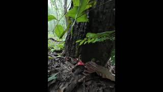 Red russula russula emetica Its perfectly safe when boiled or pickled [upl. by Acus90]