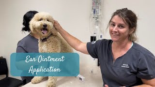 Applying Ear Ointment to Your Dog’s Ears [upl. by Lyda]