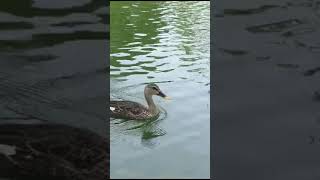 Spot billed DUCK at Suder Nursery Delhi [upl. by Hanny]