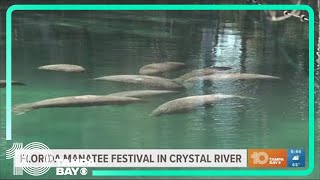 Florida Manatee Festival being held in Crystal River [upl. by Ahseyd]