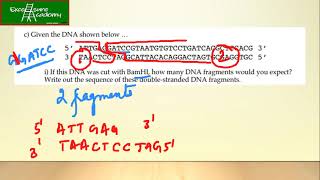 Restriction Enzymes based Numerical [upl. by Midas]