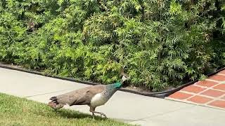 Four Peachicks with Two Peahens [upl. by Bartie]