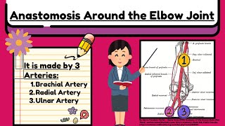 Anastomosis Around the Elbow Joint Explained Easy  Arteries of Upper Limb Anatomy by Novice Medic [upl. by Noxas]