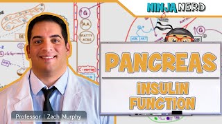 Endocrinology  Pancreas Insulin Function [upl. by Nesline]