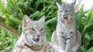 A Bobcat Love Story  The Purrfect Match [upl. by Minardi330]