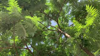 Looking up the sumac tree on a July morning [upl. by Labaw]