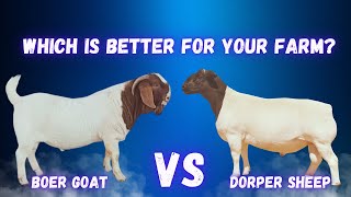 Dorper Sheep vs Boer Goats Key Differences Every Farmer Should Know [upl. by Muhcan74]