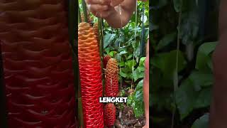 Pisang Merah Ajaib Lebih Manis dari Mangga amp Rahasia di Balik Krim Palsu di Film [upl. by Irpac]