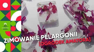 Zimowanie pelargonii bez stresu Zobacz jak je uratować przed mrozem ❄️🌸 [upl. by Lihcox]