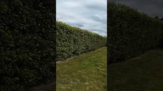 Beautiful Privet Hedges In Front Of Our House New Zealand shorts ytshorts youtubeshorts [upl. by Remmos532]